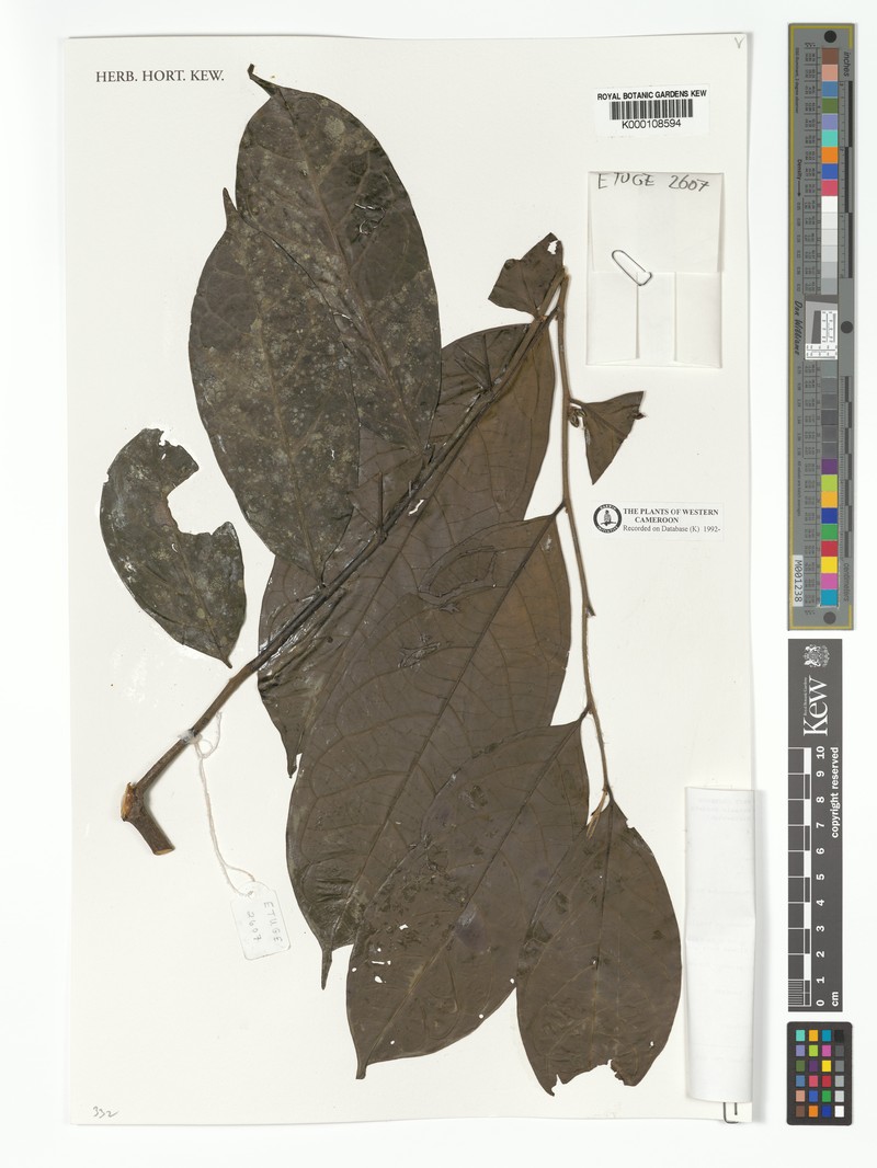 Diospyros kupensis photo 8