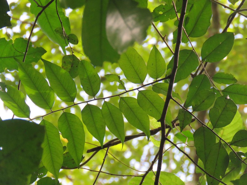 Diospyros kurzii