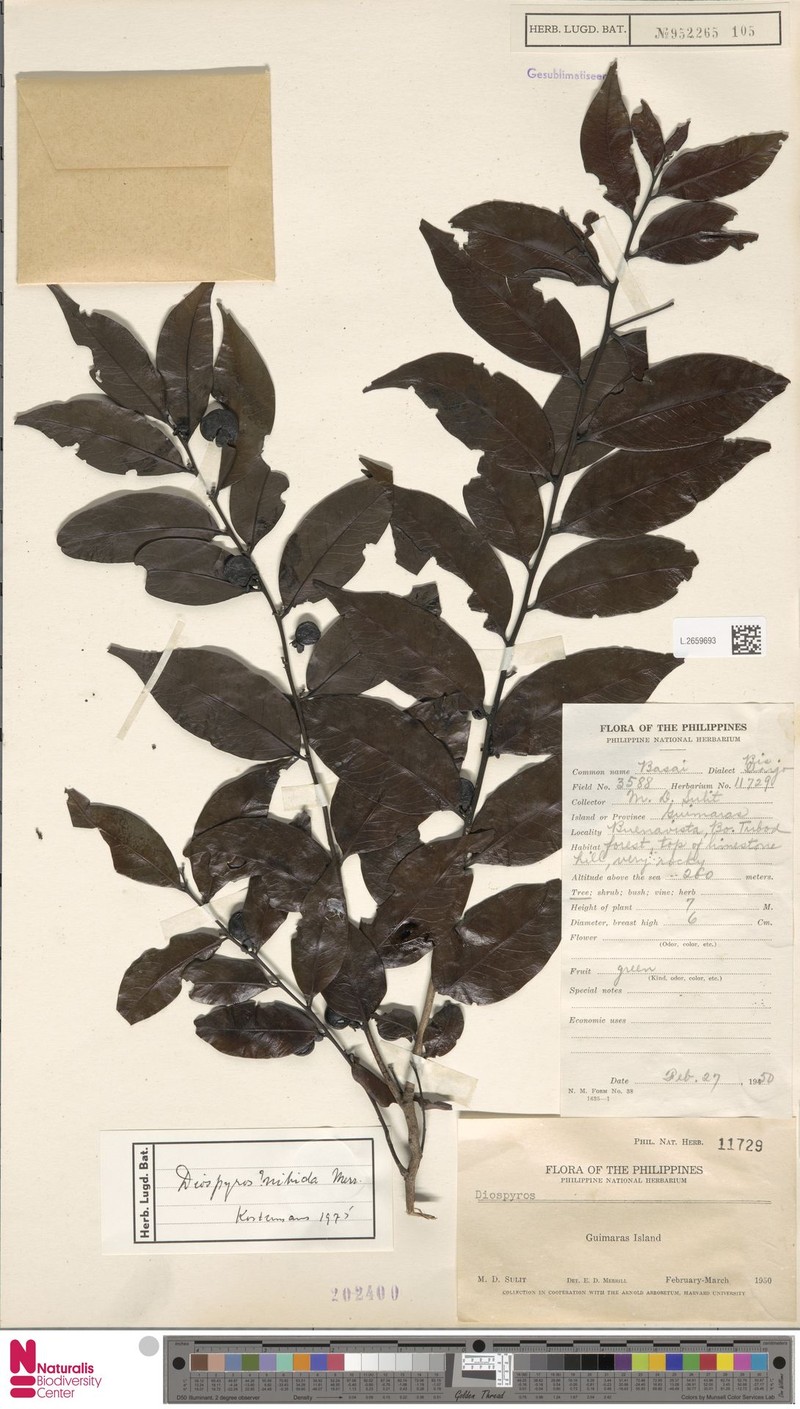 Diospyros kurzii photo 3