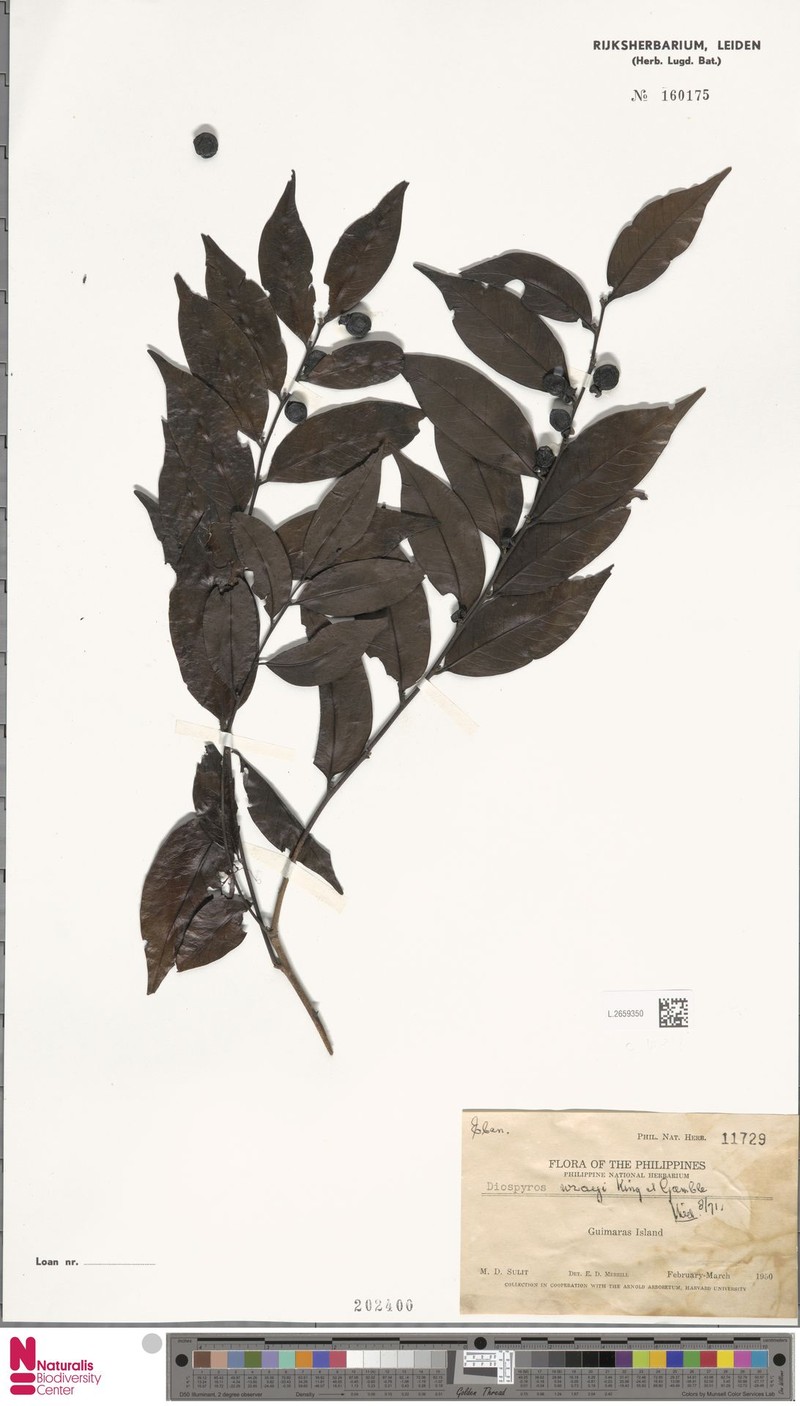 Diospyros kurzii photo 4