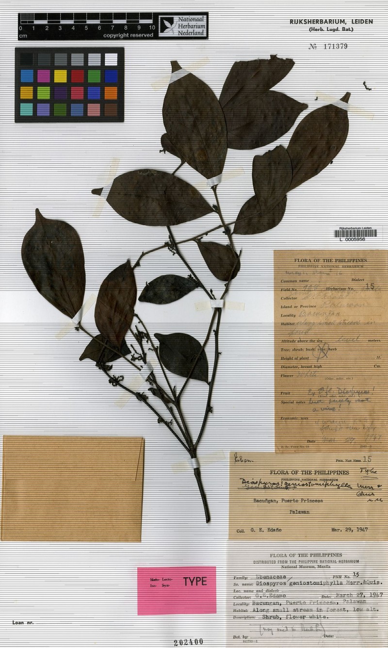 Diospyros kurzii photo 5