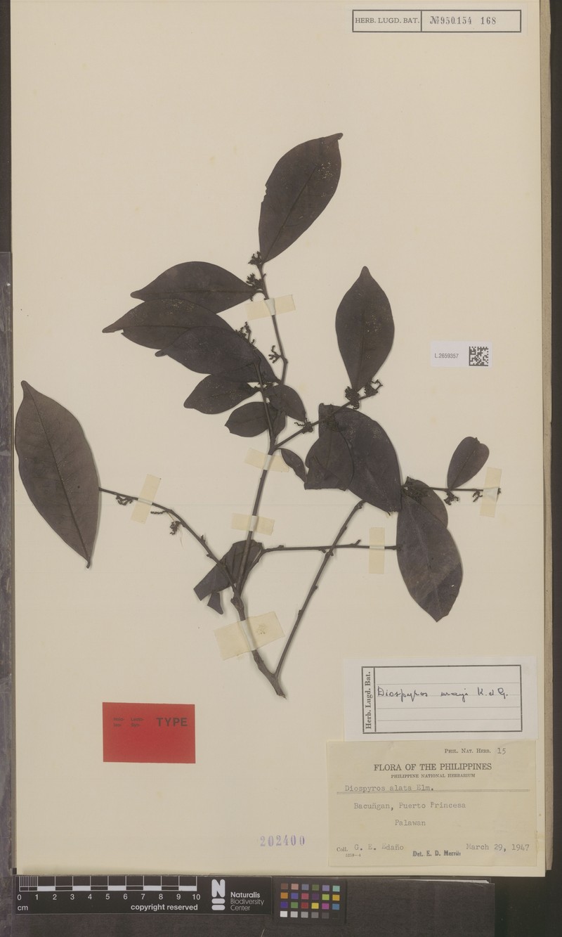Diospyros kurzii photo 6