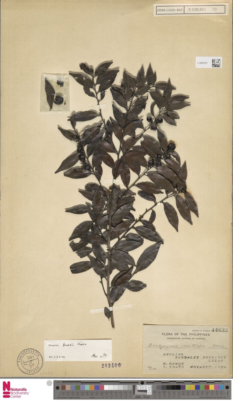 Diospyros kurzii photo 7