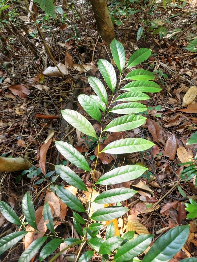 Diospyros lanceifolia