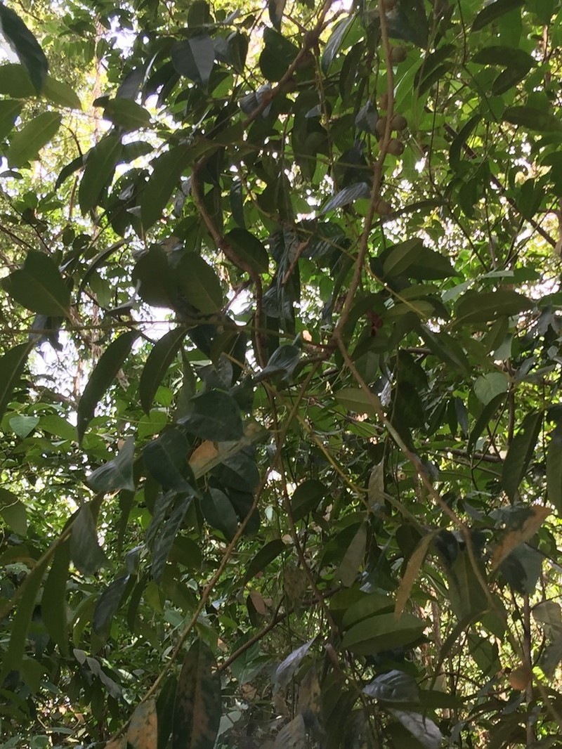 Diospyros lanceifolia photo 2