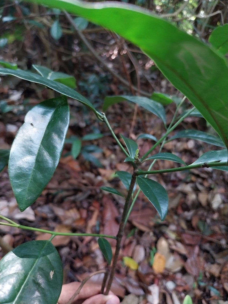 Diospyros lanceifolia photo 3