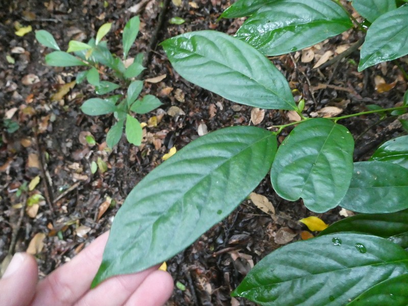 Diospyros lanceifolia photo 4