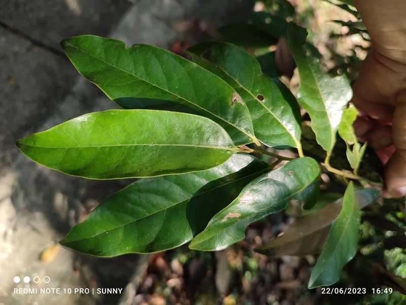 Diospyros lanceifolia photo 6