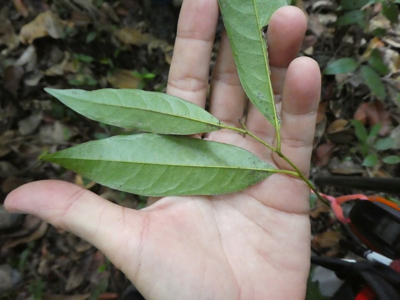 Diospyros lanceifolia photo 7