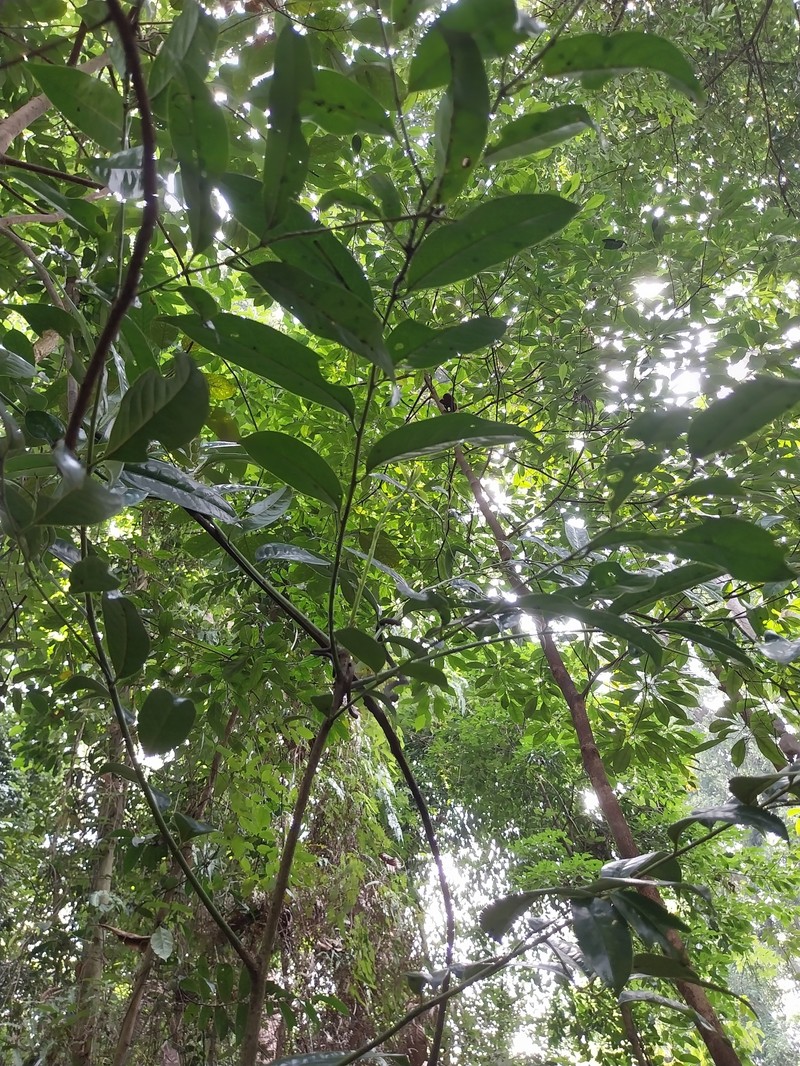 Diospyros lanceifolia photo 8