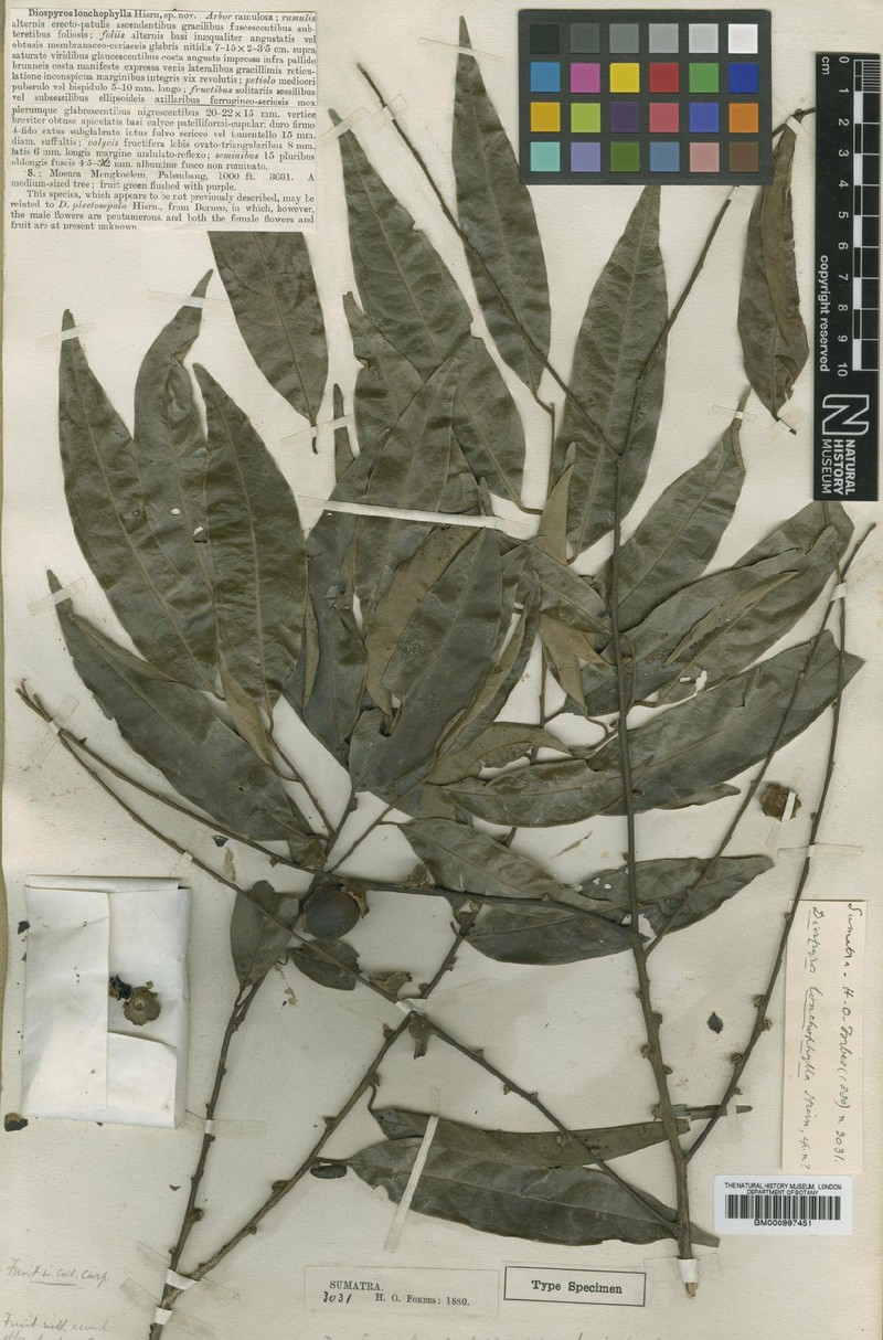 Diospyros lanceifolia var. lanceifolia