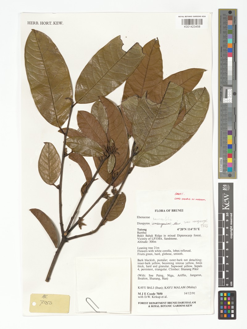 Diospyros lanceifolia var. renageorgeae