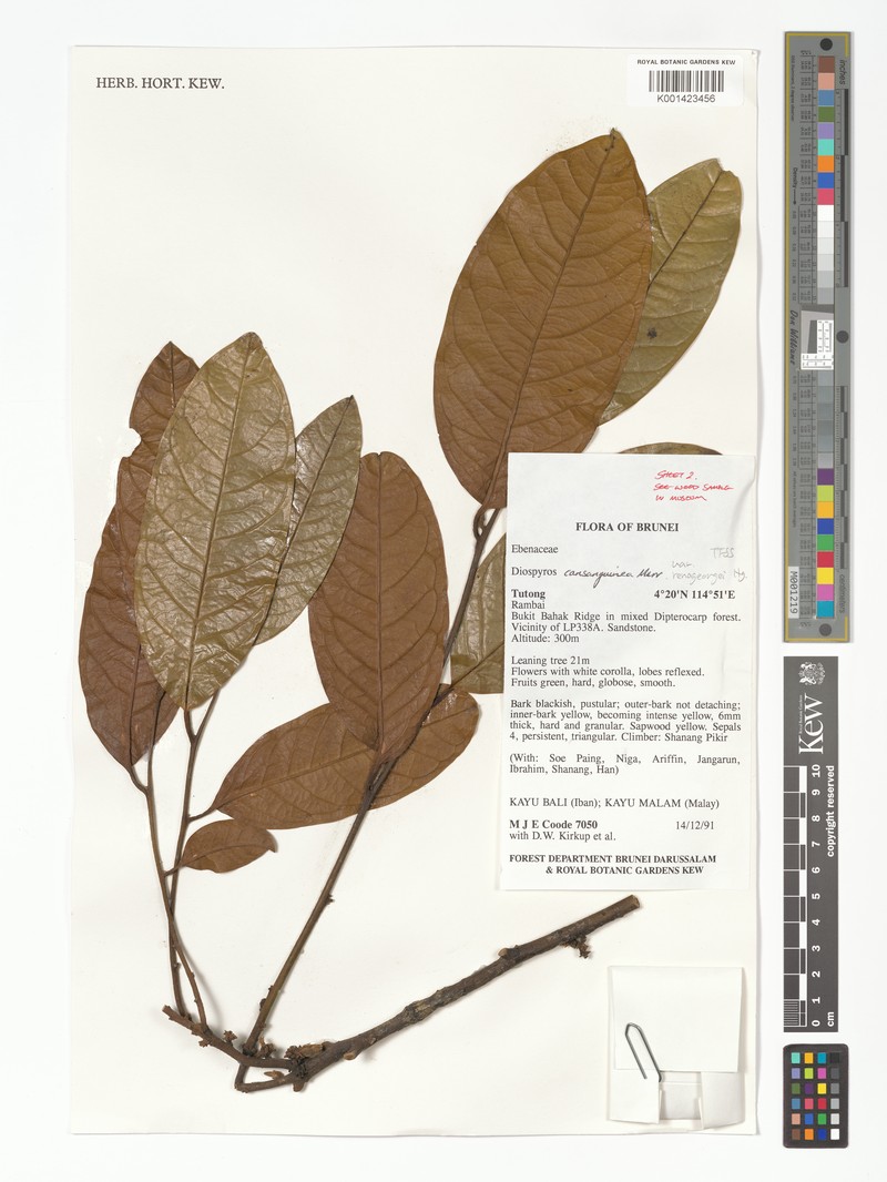 Diospyros lanceifolia var. renageorgeae photo 2
