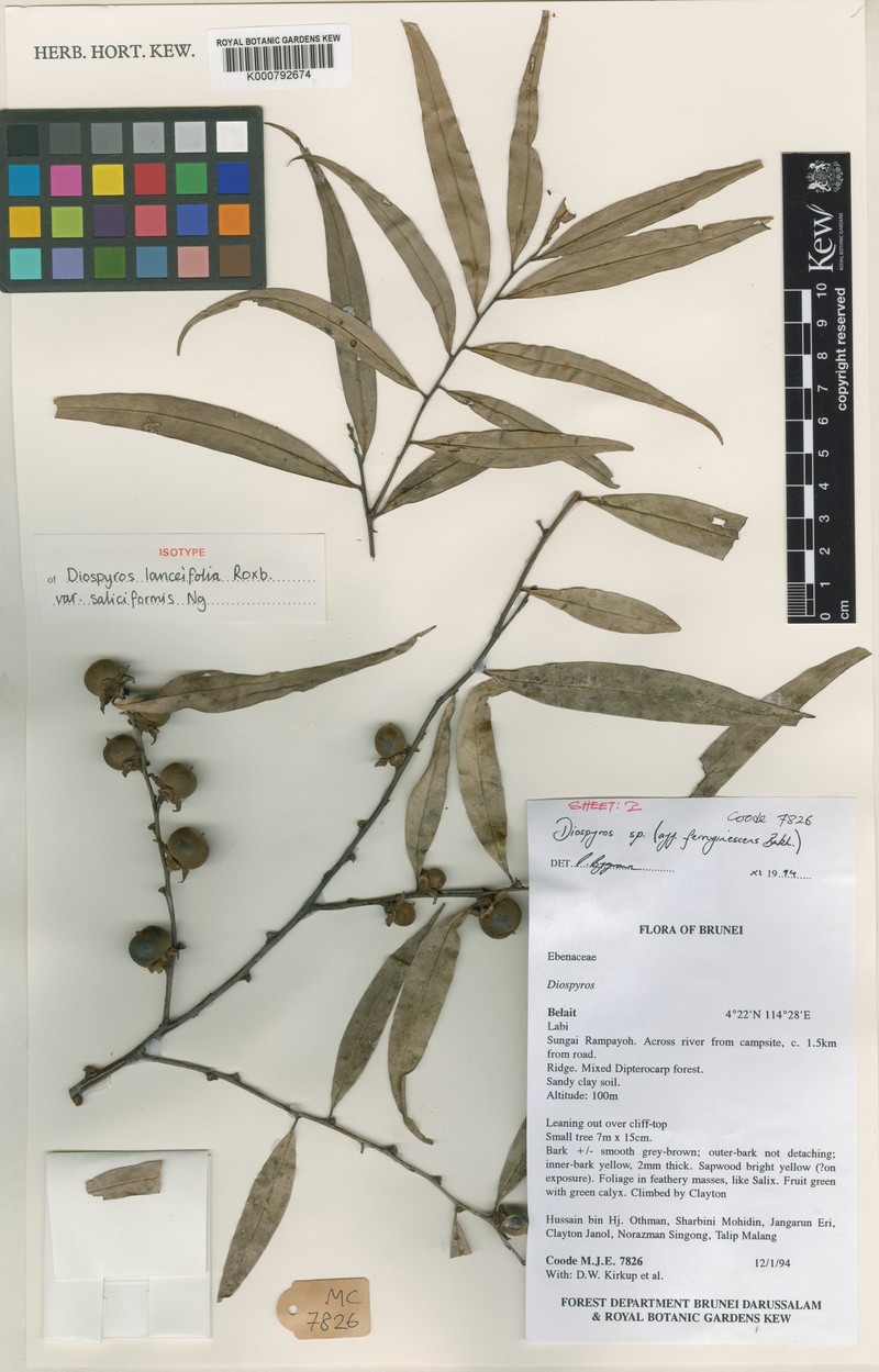 Diospyros lanceifolia var. saliciformis