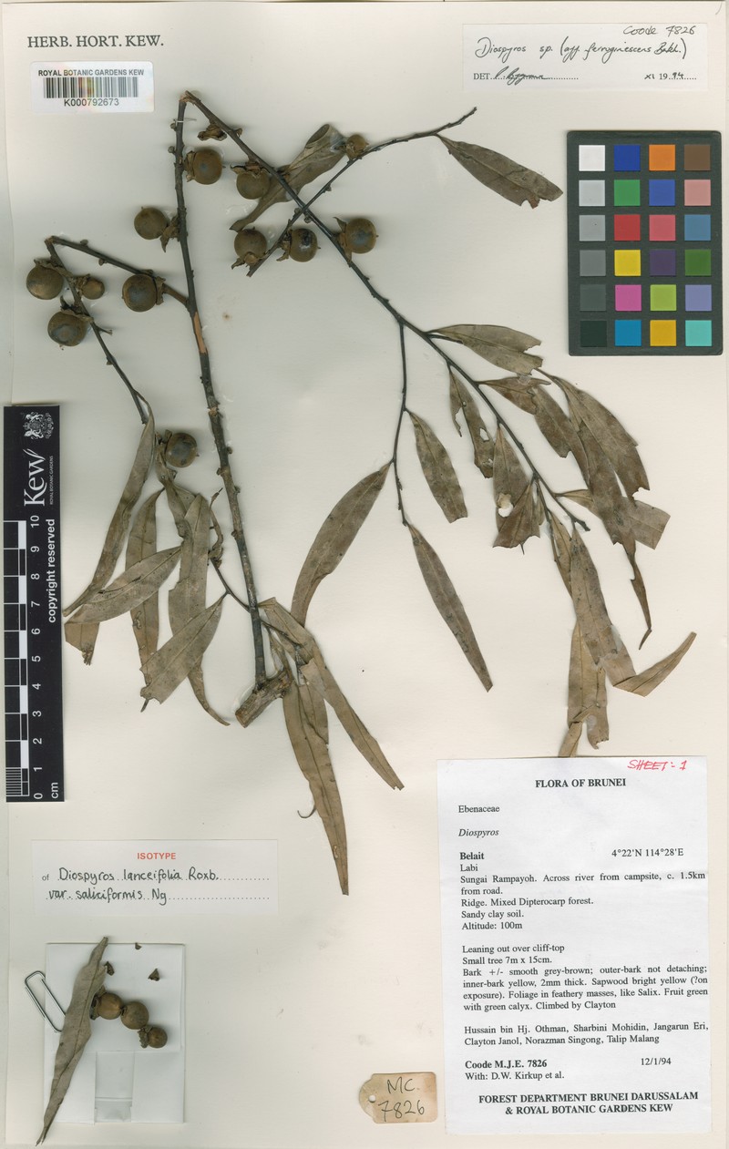 Diospyros lanceifolia var. saliciformis photo 2