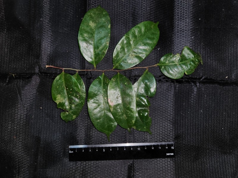 Diospyros lanceolata photo 2