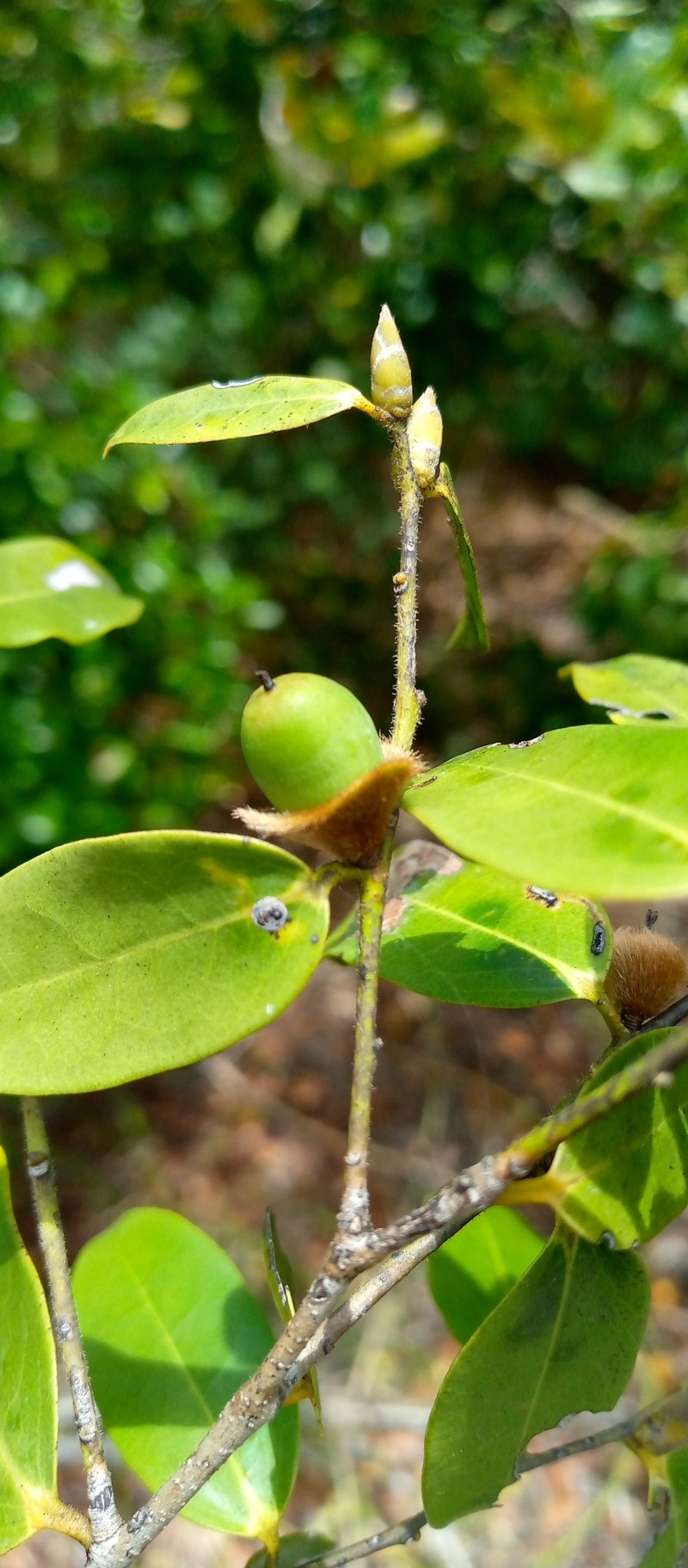 Diospyros lanceolata photo 3