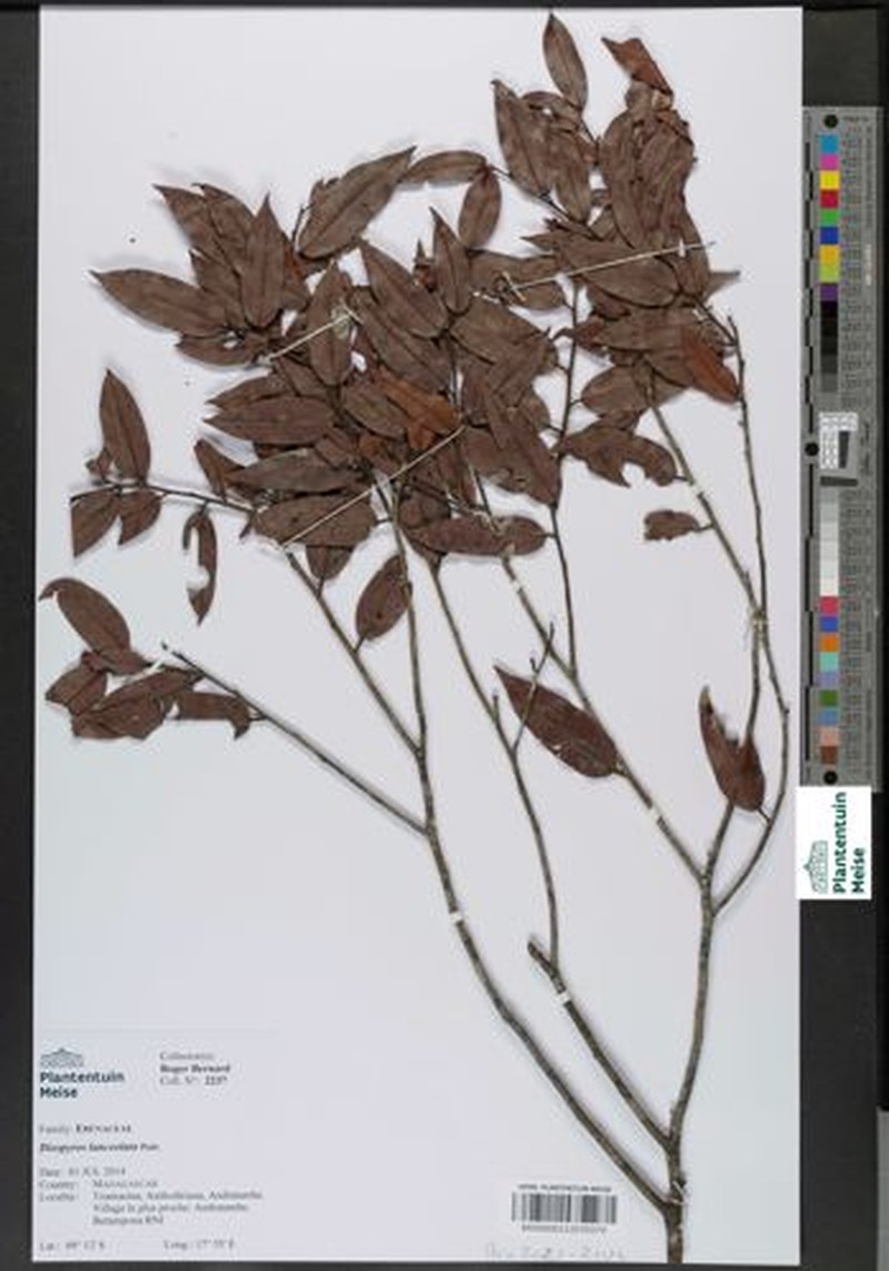 Diospyros lanceolata photo 4