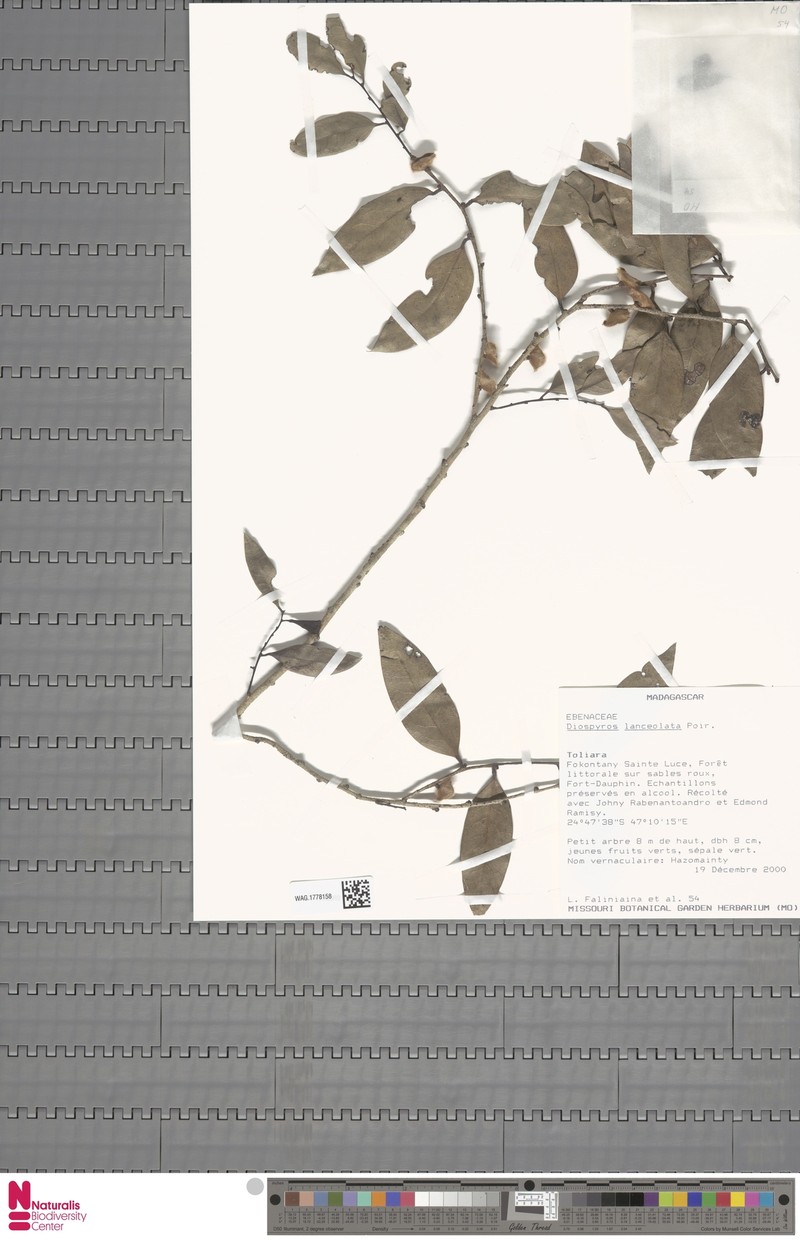 Diospyros lanceolata photo 6