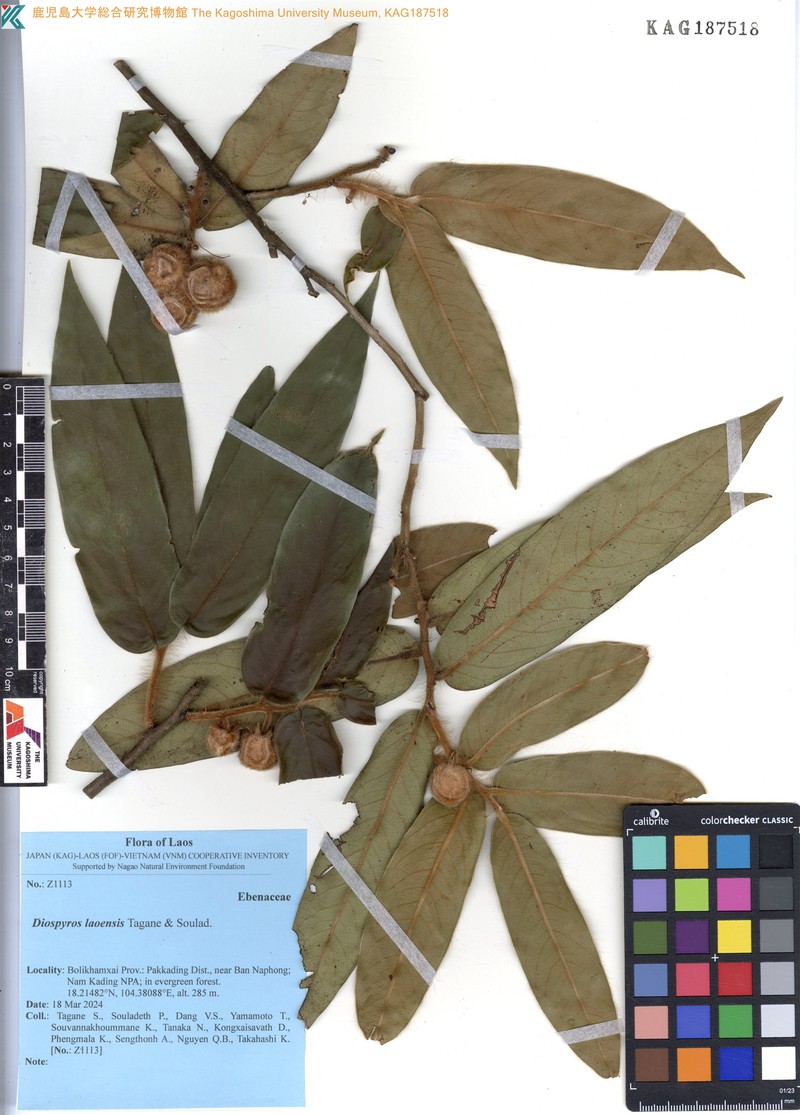 Diospyros laoensis