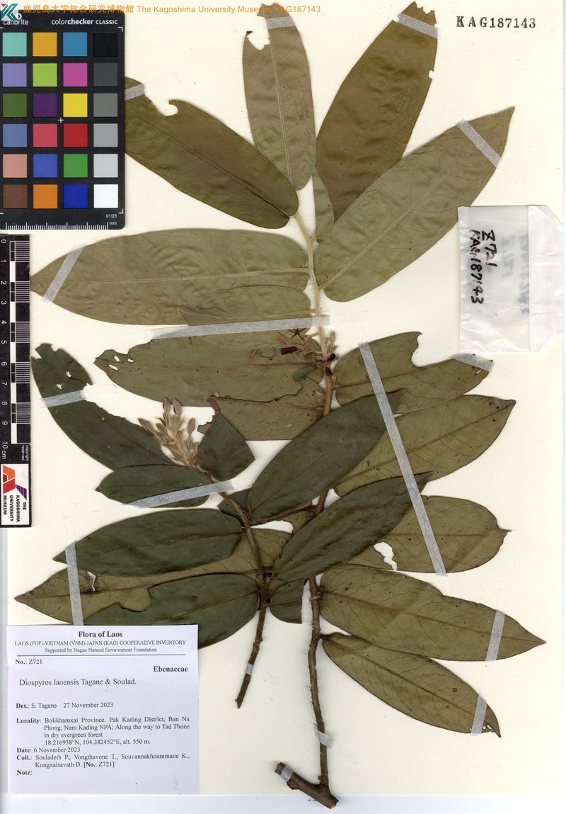 Diospyros laoensis photo 2