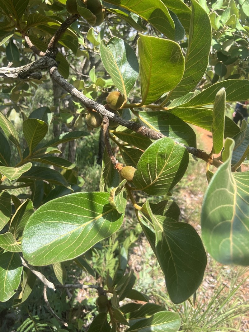 Diospyros lasiocalyx