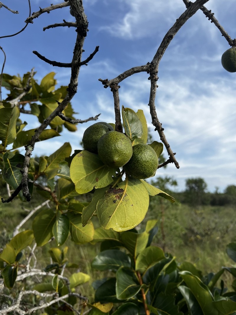 Diospyros lasiocalyx photo 2