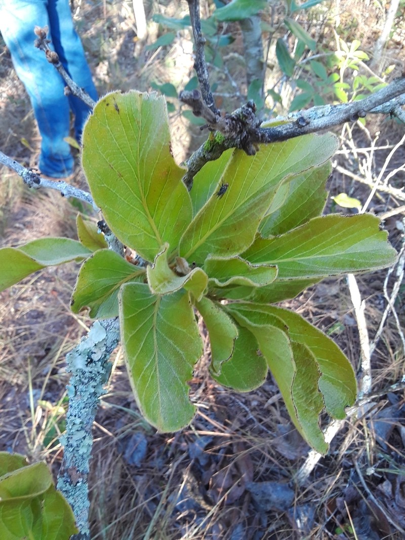 Diospyros lasiocalyx photo 3