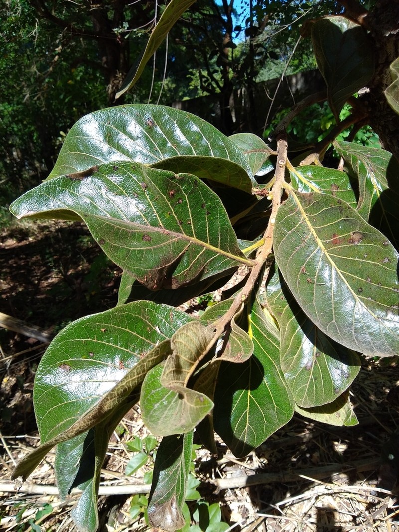 Diospyros lasiocalyx photo 4
