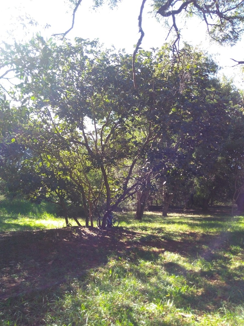 Diospyros lasiocalyx photo 5