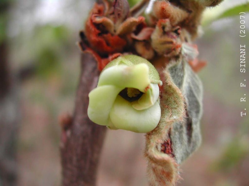 Diospyros lasiocalyx photo 6