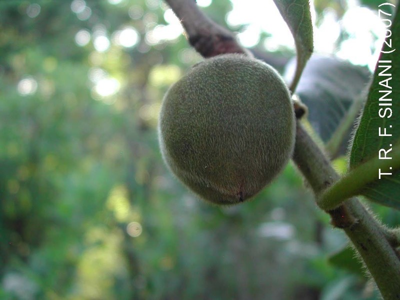 Diospyros lasiocalyx photo 7