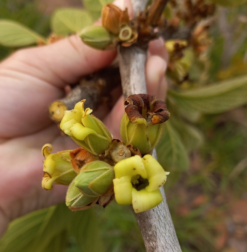 Diospyros lasiocalyx photo 8