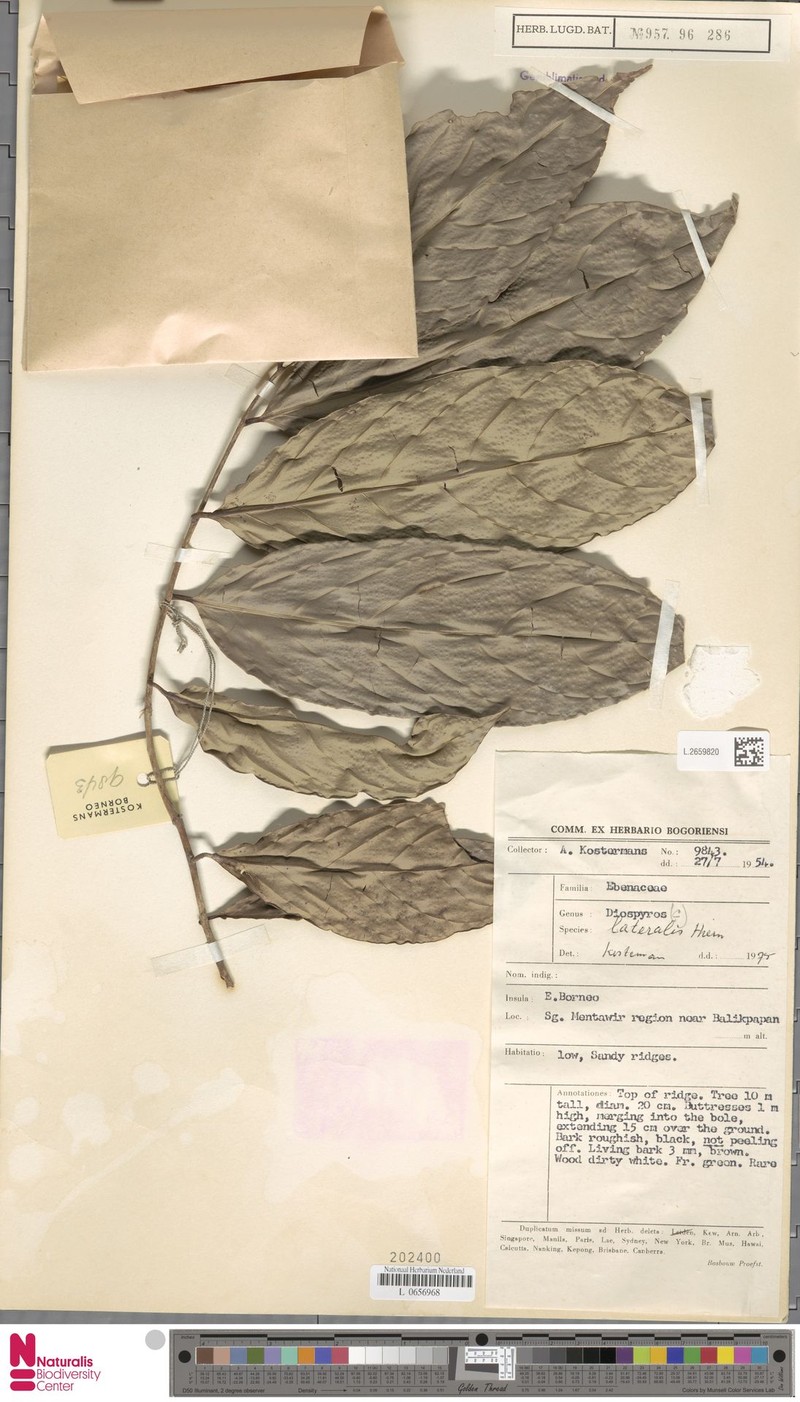 Diospyros lateralis