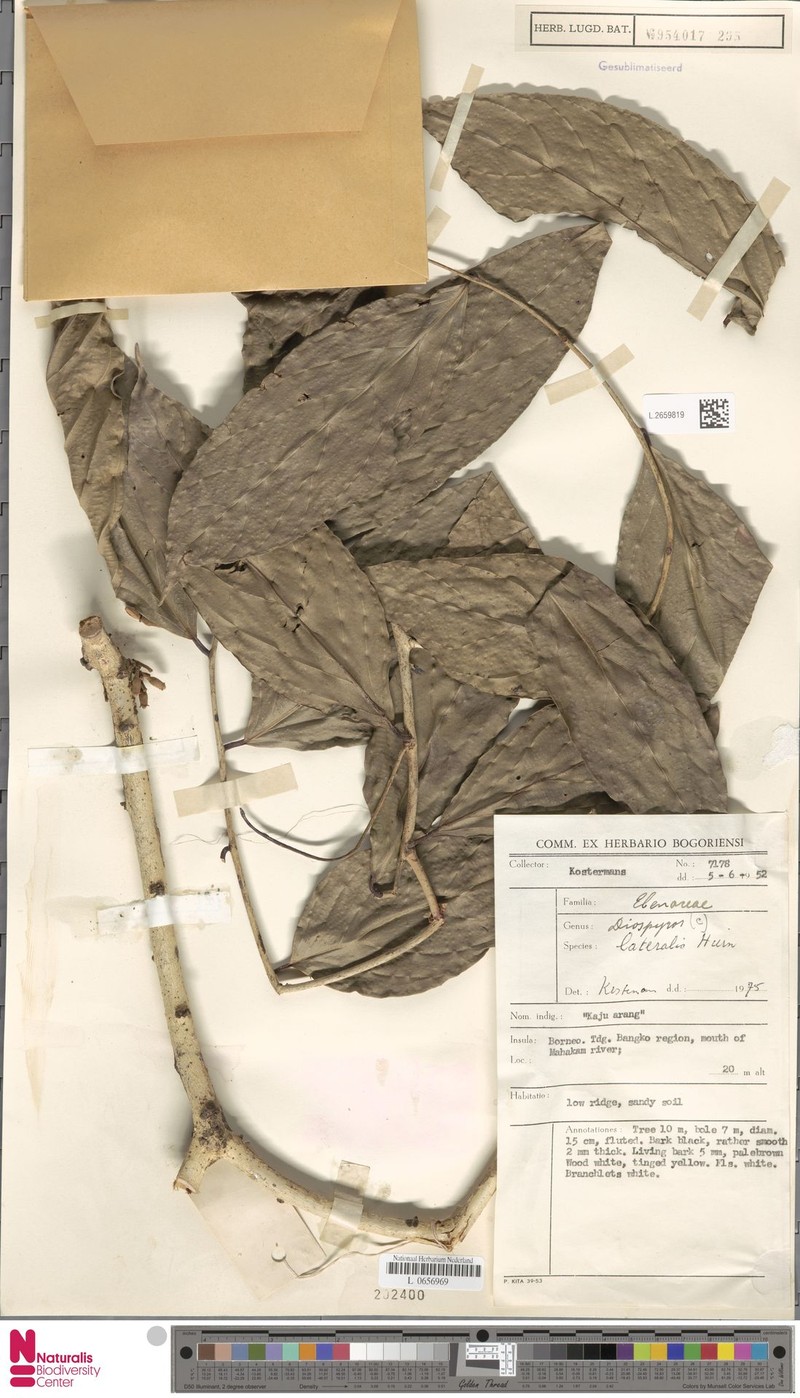 Diospyros lateralis photo 2