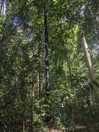 Diospyros latisepala