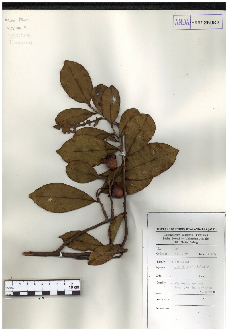 Diospyros latisepala photo 2