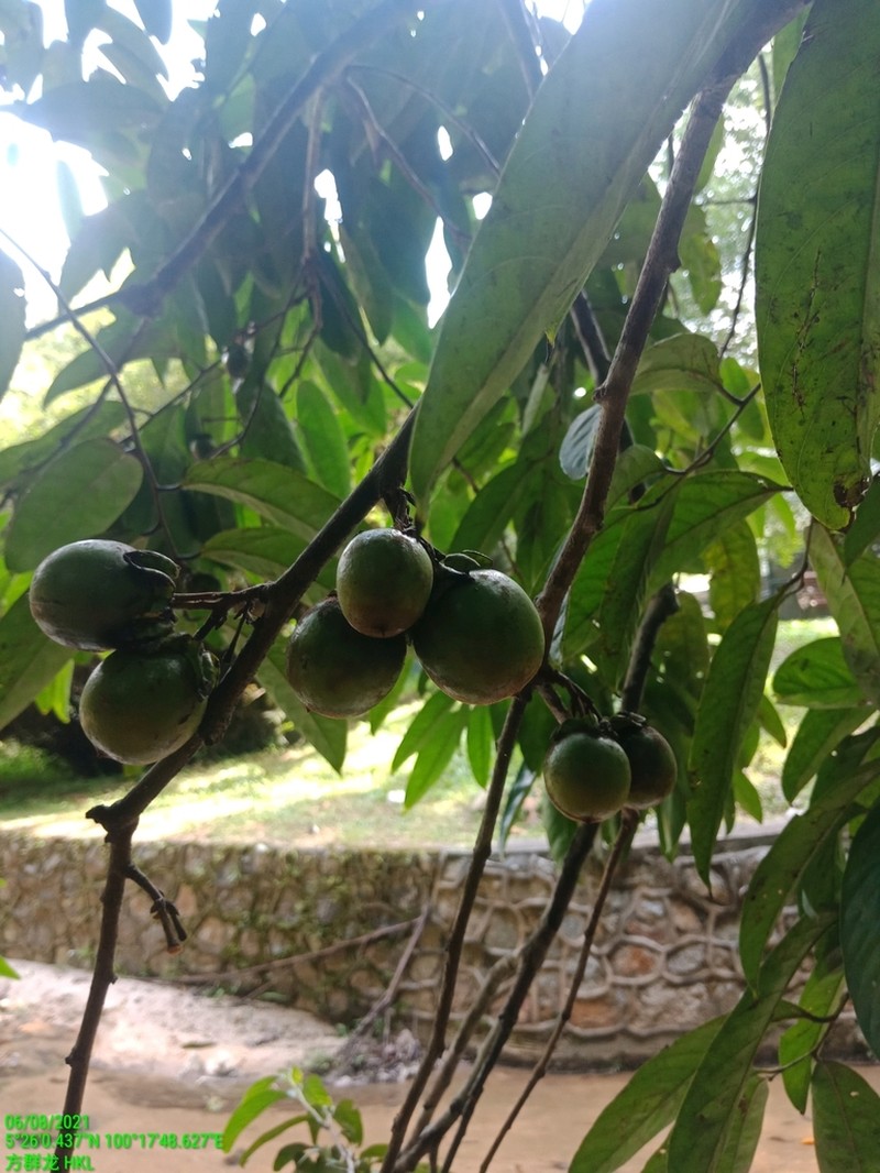 Diospyros latisepala photo 3