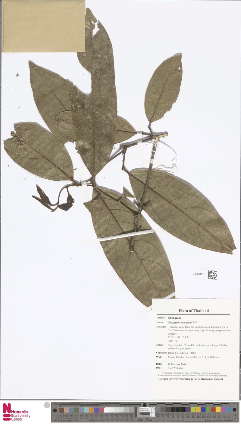 Diospyros latisepala photo 4