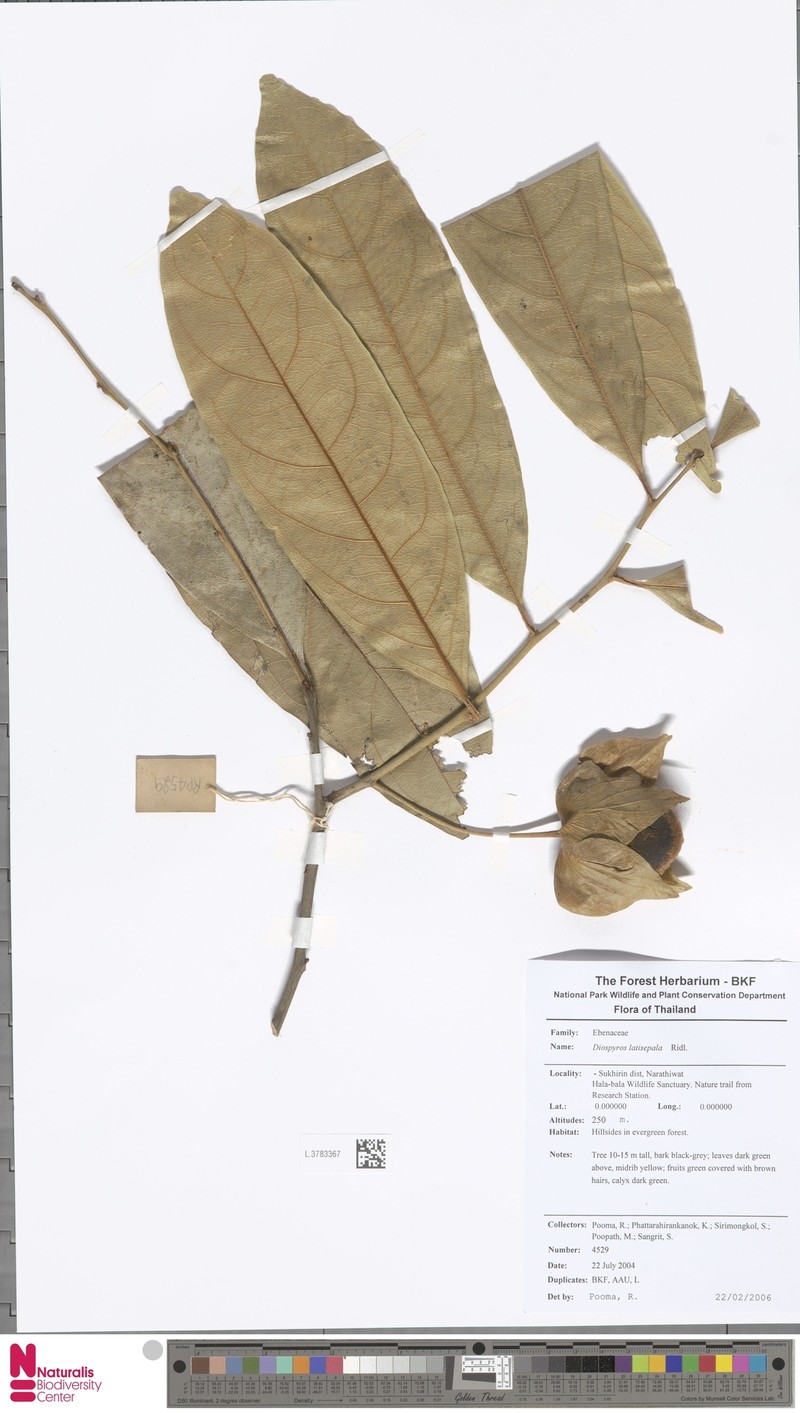 Diospyros latisepala photo 5