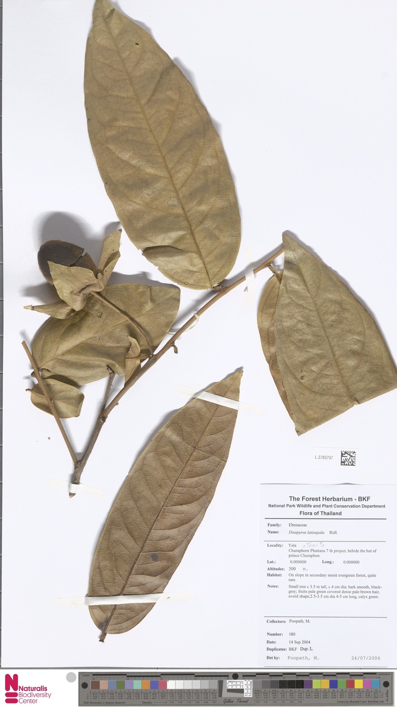 Diospyros latisepala photo 6
