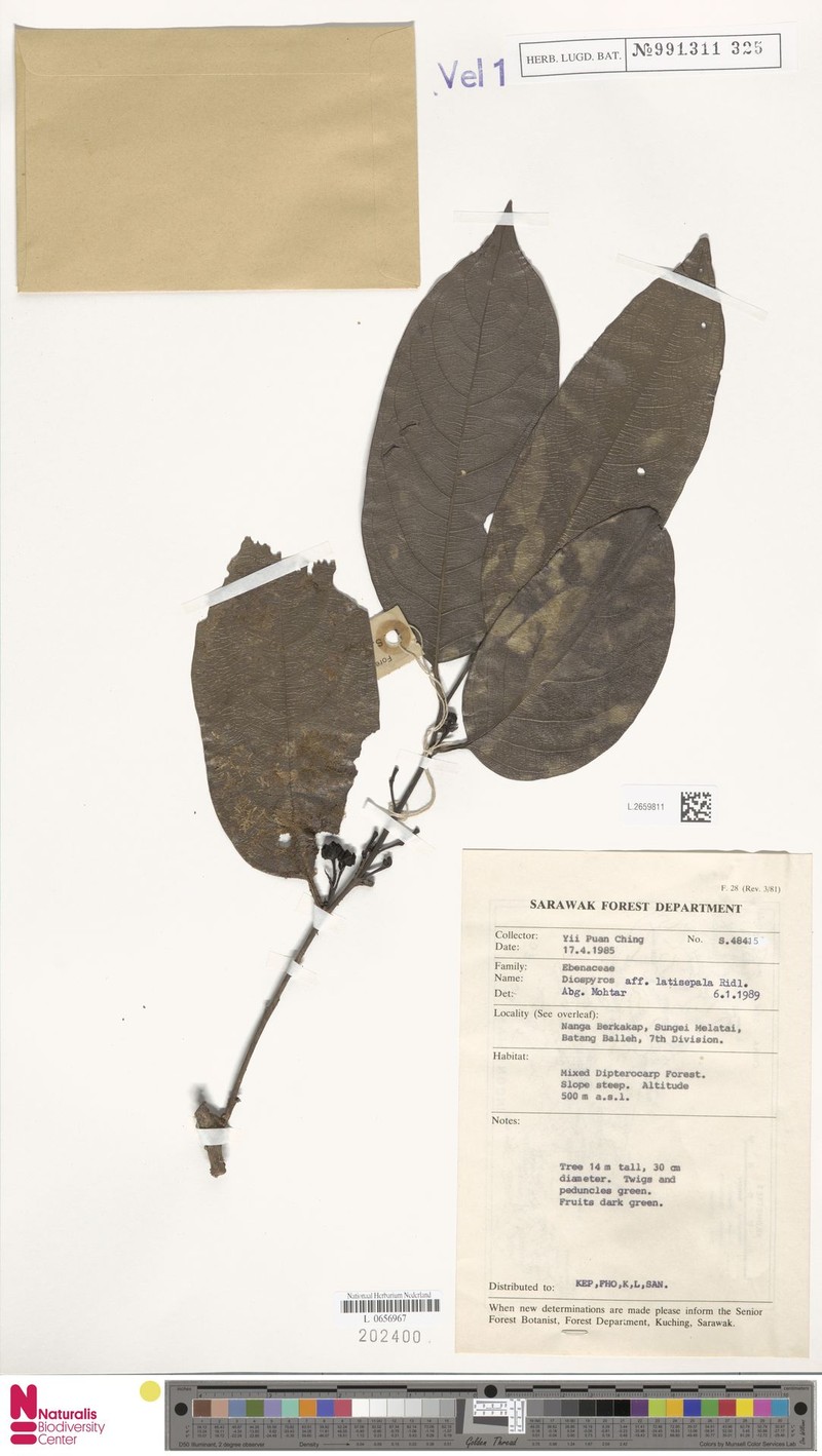Diospyros latisepala photo 7