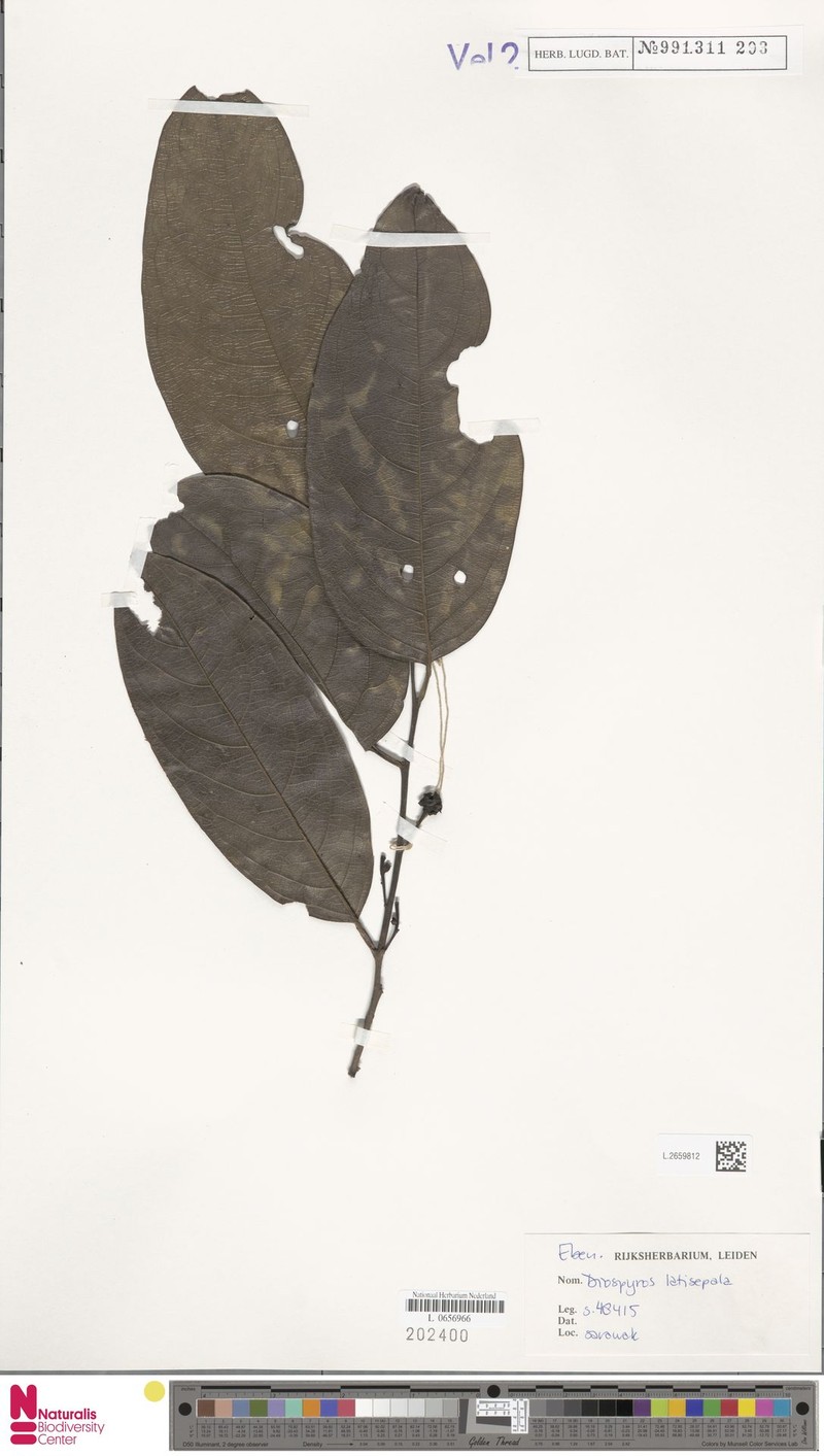Diospyros latisepala photo 8