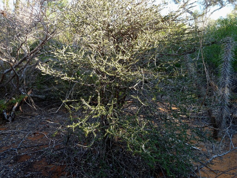 Diospyros latispathulata