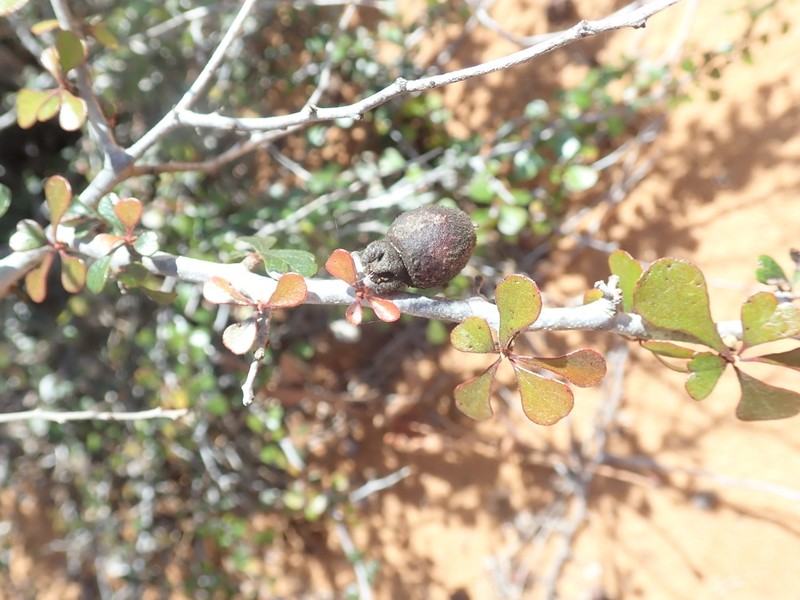 Diospyros latispathulata photo 2
