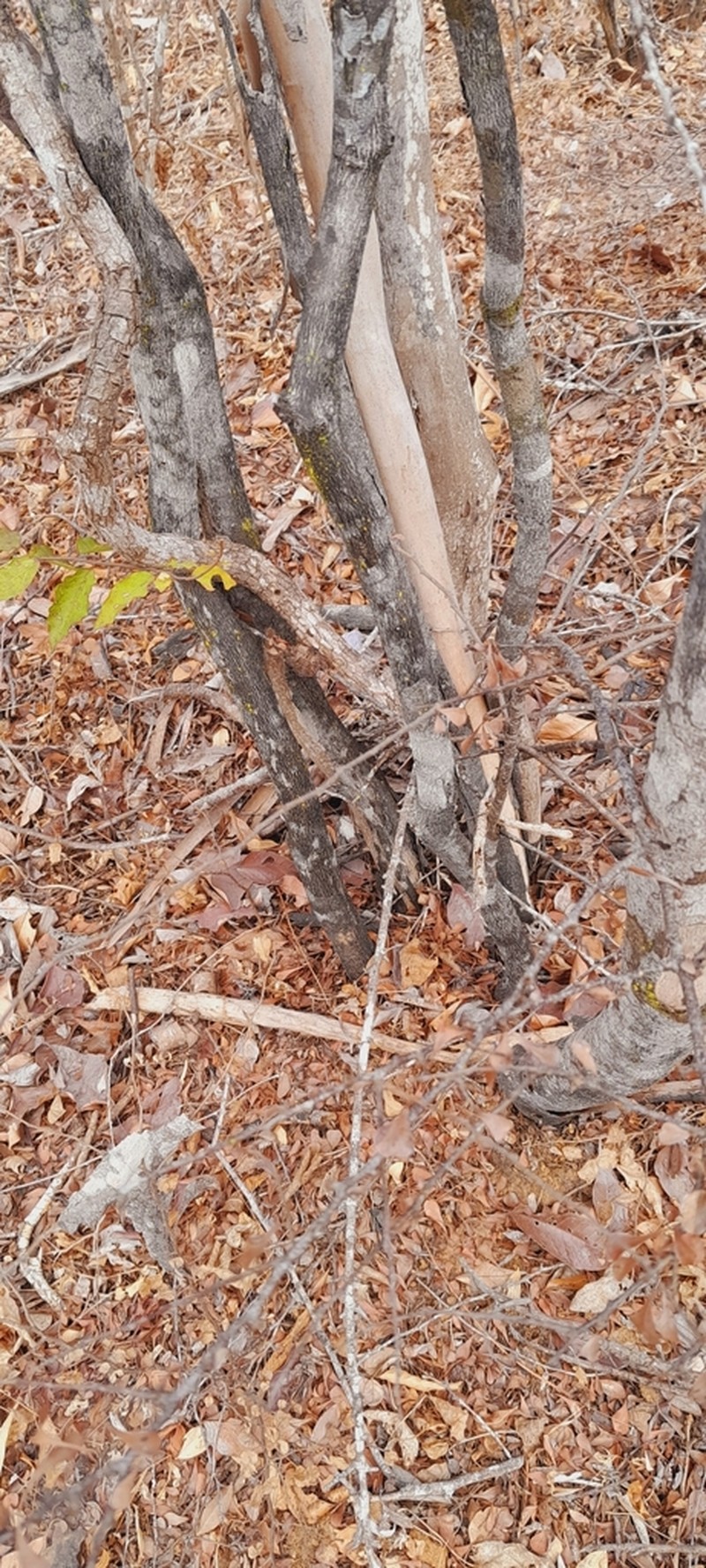 Diospyros latispathulata photo 3