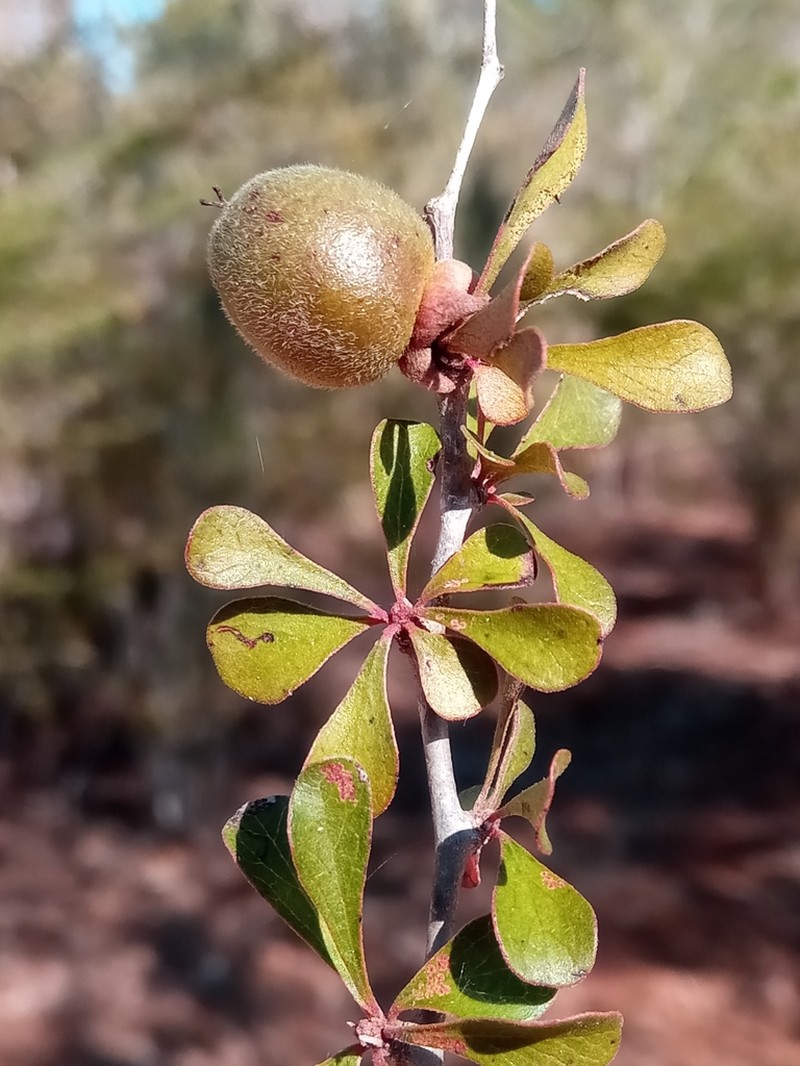 Diospyros latispathulata photo 4