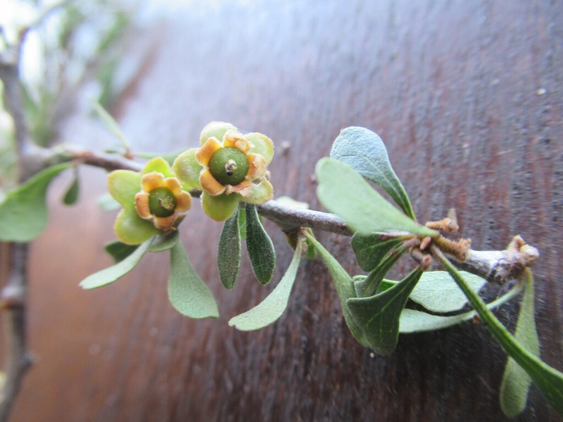 Diospyros latispathulata photo 5