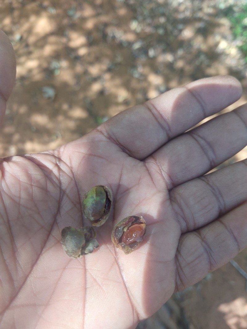 Diospyros latispathulata photo 6