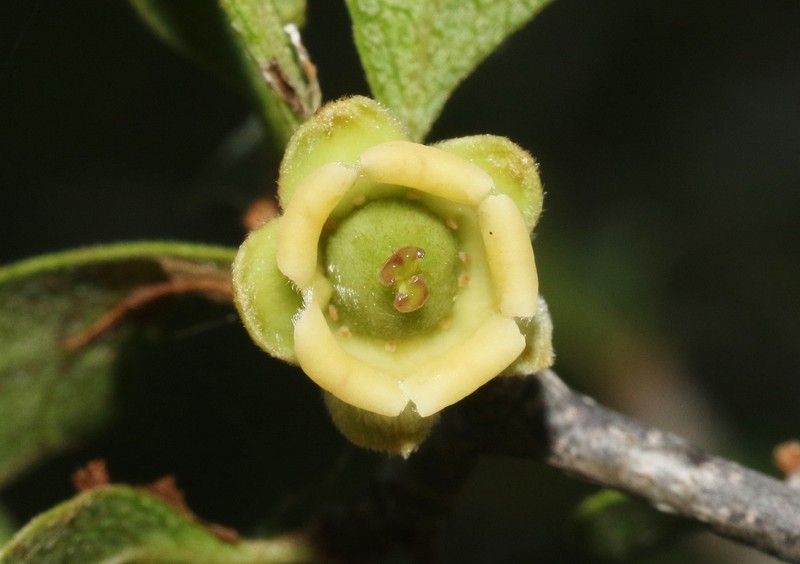 Diospyros latispathulata photo 7